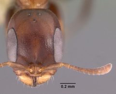 Pseudomyrmex ejectus casent0102683 head 1 by April Nobile. Used under a CC BY 4.0 license.