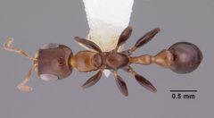 Pseudomyrmex ejectus casent0102684 dorsal 1 by April Nobile. Used under a CC BY 4.0 license.