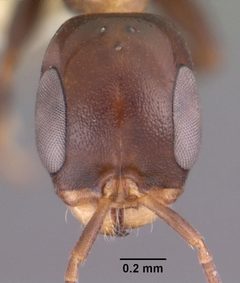 Pseudomyrmex ejectus casent0102684 head 1 by April Nobile. Used under a CC BY 4.0 license.