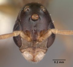 Pseudomyrmex ejectus casent0104241 head 1 by April Nobile. Used under a CC BY 4.0 license.