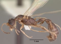 Pseudomyrmex ejectus casent0104241 profile 1 by April Nobile. Used under a CC BY 4.0 license.