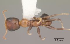 Pseudomyrmex ejectus casent0104280 dorsal 1 by April Nobile. Used under a CC BY 4.0 license.