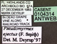 Pseudomyrmex ejectus casent0104314 label 1 by April Nobile. Used under a CC BY 4.0 license.