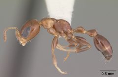 Pseudomyrmex ejectus casent0104314 profile 1 by April Nobile. Used under a CC BY 4.0 license.