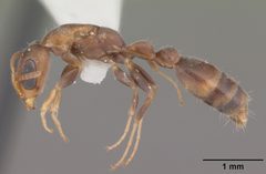 Pseudomyrmex elongatus casent0103898 profile 1 by April Nobile. Used under a CC BY 4.0 license.