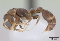Pseudomyrmex elongatus casent0173750 profile 1 by April Nobile. Used under a CC BY 4.0 license.