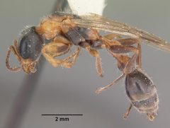 Pseudomyrmex gracilis casent0103779 profile 1 by April Nobile. Used under a CC BY 4.0 license.