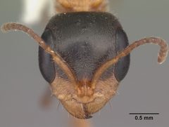 Pseudomyrmex gracilis casent0103874 head 1 by April Nobile. Used under a CC BY 4.0 license.