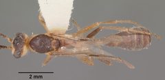 Pseudomyrmex gracilis casent0104250 dorsal 1 by April Nobile. Used under a CC BY 4.0 license.