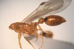 Pseudomyrmex leptosus 61284783 by Clara Dandridge. Used under a CC BY 4.0 license.