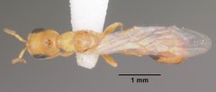 Pseudomyrmex leptosus casent0103909 dorsal 1 by April Nobile. Used under a CC BY 4.0 license.