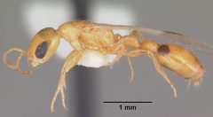 Pseudomyrmex leptosus casent0103909 profile 1 by April Nobile. Used under a CC BY 4.0 license.