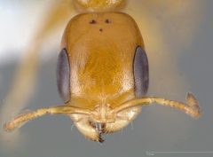 Pseudomyrmex pallidus casent0005441 head 1 by wikipedia. Used under a CC BY 4.0 license.