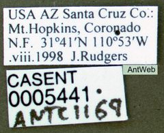 Pseudomyrmex pallidus casent0005441 label 1 by April Nobile. Used under a CC BY 4.0 license.
