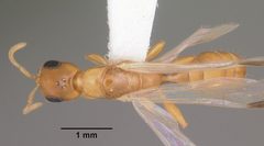 Pseudomyrmex pallidus casent0103866 dorsal 1 by April Nobile. Used under a CC BY 4.0 license.