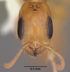 Pseudomyrmex pallidus casent0103866 head 1 by April Nobile. Used under a CC BY 4.0 license.