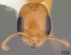 Pseudomyrmex pallidus casent0103890 head 1 by April Nobile. Used under a CC BY 4.0 license.