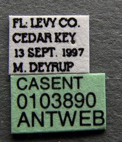 Pseudomyrmex pallidus casent0103890 label 1 by April Nobile. Used under a CC BY 4.0 license.