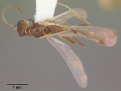Pseudomyrmex pallidus casent0104249 dorsal 1 by April Nobile. Used under a CC BY 4.0 license.