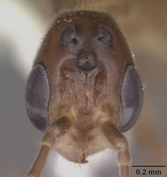 Pseudomyrmex pallidus casent0104249 head 1 by April Nobile. Used under a CC BY 4.0 license.