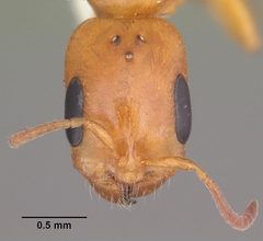 Pseudomyrmex seminole casent0103881 head 1 by April Nobile. Used under a CC BY 4.0 license.
