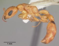 Pseudomyrmex seminole casent0103881 profile 1 by April Nobile. Used under a CC BY 4.0 license.