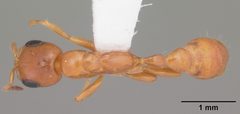 Pseudomyrmex seminole casent0103884 dorsal 1 by April Nobile. Used under a CC BY 4.0 license.