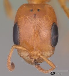 Pseudomyrmex seminole casent0103884 head 1 by April Nobile. Used under a CC BY 4.0 license.