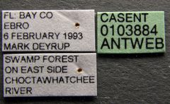 Pseudomyrmex seminole casent0103884 label 1 by April Nobile. Used under a CC BY 4.0 license.