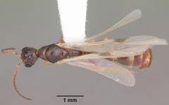 Pseudomyrmex seminole casent0104233 dorsal 1 by April Nobile. Used under a CC BY 4.0 license.