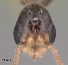 Pseudomyrmex seminole casent0104233 head 1 by April Nobile. Used under a CC BY 4.0 license.