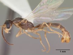 Pseudomyrmex seminole casent0104233 profile 1 by April Nobile. Used under a CC BY 4.0 license.