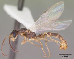 Pseudomyrmex seminole casent0104233 profile 2 by April Nobile. Used under a CC BY 4.0 license.