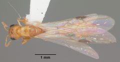 Pseudomyrmex simplex casent0104248 dorsal 1 by April Nobile. Used under a CC BY 4.0 license.