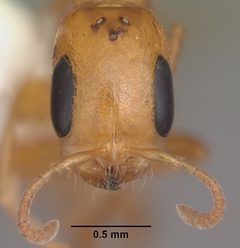 Pseudomyrmex simplex casent0104248 head 1 by April Nobile. Used under a CC BY 4.0 license.
