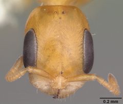 Pseudomyrmex simplex casent0104281 head 1 by April Nobile. Used under a CC BY 4.0 license.