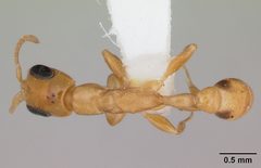 Pseudomyrmex simplex casent0173774 dorsal 1 by April Nobile. Used under a CC BY 4.0 license.