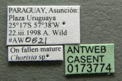 Pseudomyrmex simplex casent0173774 label 1 by Michele Esposito. Used under a CC BY 4.0 license.