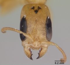 Pseudomyrmex simplex casent0173775 head 1 by April Nobile. Used under a CC BY 4.0 license.