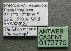 Pseudomyrmex simplex casent0173775 label 1 by Michele Esposito. Used under a CC BY 4.0 license.