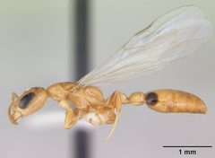 Pseudomyrmex simplex casent0173775 profile 1 by April Nobile. Used under a CC BY 4.0 license.