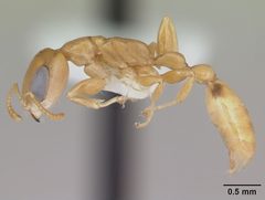 Pseudomyrmex simplex casent0173776 profile 1 by April Nobile. Used under a CC BY 4.0 license.
