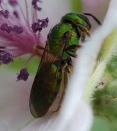 Augochlora pura by John Baker. Used under a CC BY 2.0 license.