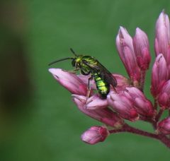 Augochlora pura 95139787 by er-birds. Used under a CC BY 4.0 license.