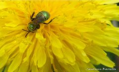 Augochlorella aurata by Caromallo. Used under a CC BY-SA 3.0 license.