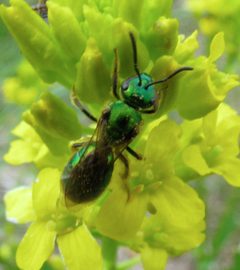 Augochlorella aurata 1563 by Jomegat. Used under a CC BY-SA 3.0 license.