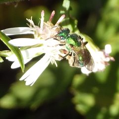 Augochlorella aurata 25811456 by Ben Armstrong. Used under a CC BY 4.0 license.