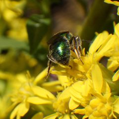 Augochlorella aurata 25811476 by Ben Armstrong. Used under a CC BY 4.0 license.