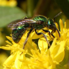 Augochlorella aurata 25811480 by Ben Armstrong. Used under a CC BY 4.0 license.
