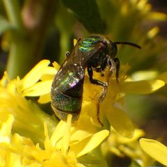 Augochlorella aurata 25812227 by Ben Armstrong. Used under a CC BY 4.0 license.